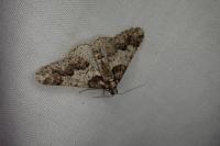 Agriopis leucophaearia