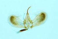 Chloroclysta siterata