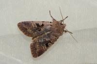 Orthosia gothica