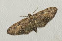 Eupithecia abbreviata