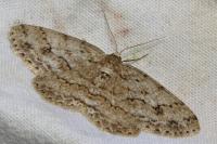 Ectropis crepuscularia