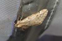 Alsophila aescularia