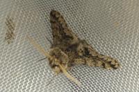 Apocheima hispidaria
