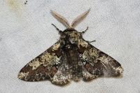 Biston strataria