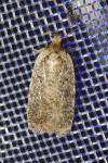 Agonopterix