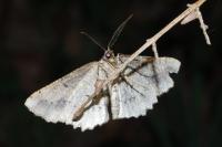 Menophra abruptaria