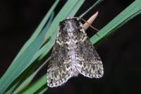 Polyploca ridens