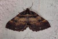 Earophila badiata