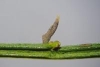 Coleophora calycotomella