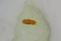 Agonopterix scopariella