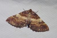 Earophila badiata