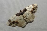 Ligdia adustata