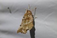 Selenia dentaria