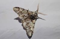 Biston strataria