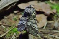 Drymonia ruficornis