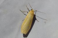 Wittia sororcula