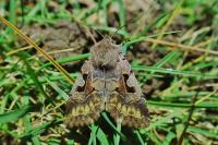 Orthosia gothica