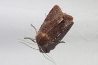 Cerastis rubricosa