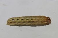 Xestia xanthographa