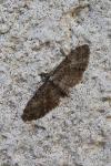 Eupithecia abbreviata