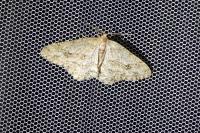 Ectropis crepuscularia