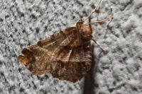Selenia dentaria