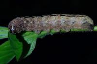 Polyphaenis sericata