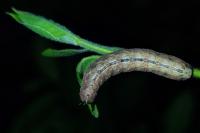 Polyphaenis sericata