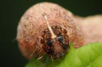 Polyphaenis sericata