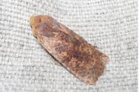 Conistra staudingeri