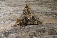 Apocheima hispidaria
