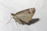 Chloroclysta siterata
