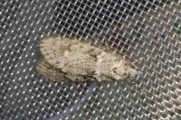 Diurnea fagella