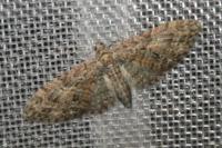 Eupithecia abbreviata