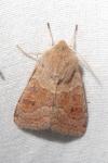 Orthosia miniosa