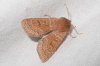 Orthosia miniosa