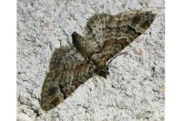 Gymnoscelis rufifasciata