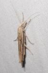 Ypsolopha mucronella