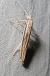 Ypsolopha mucronella