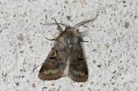 Orthosia gothica