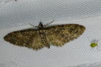 Eupithecia abbreviata