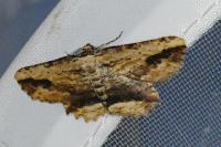 Menophra abruptaria