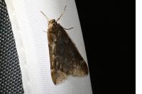 Alsophila aescularia