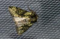 Polyploca ridens