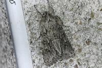 Xylocampa areola