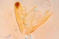Emmelina monodactyla