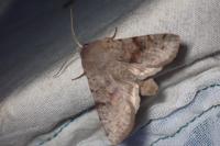 Orthosia incerta