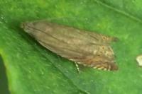 Grapholita gemmiferana