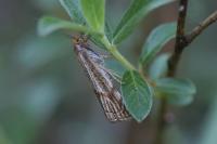 Thisanotia chrysonuchella