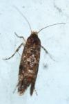 Acrolepia autumnitella